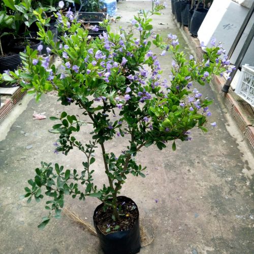 CHẬU CÂY LINH SAM (CÂY SAM NÚI )