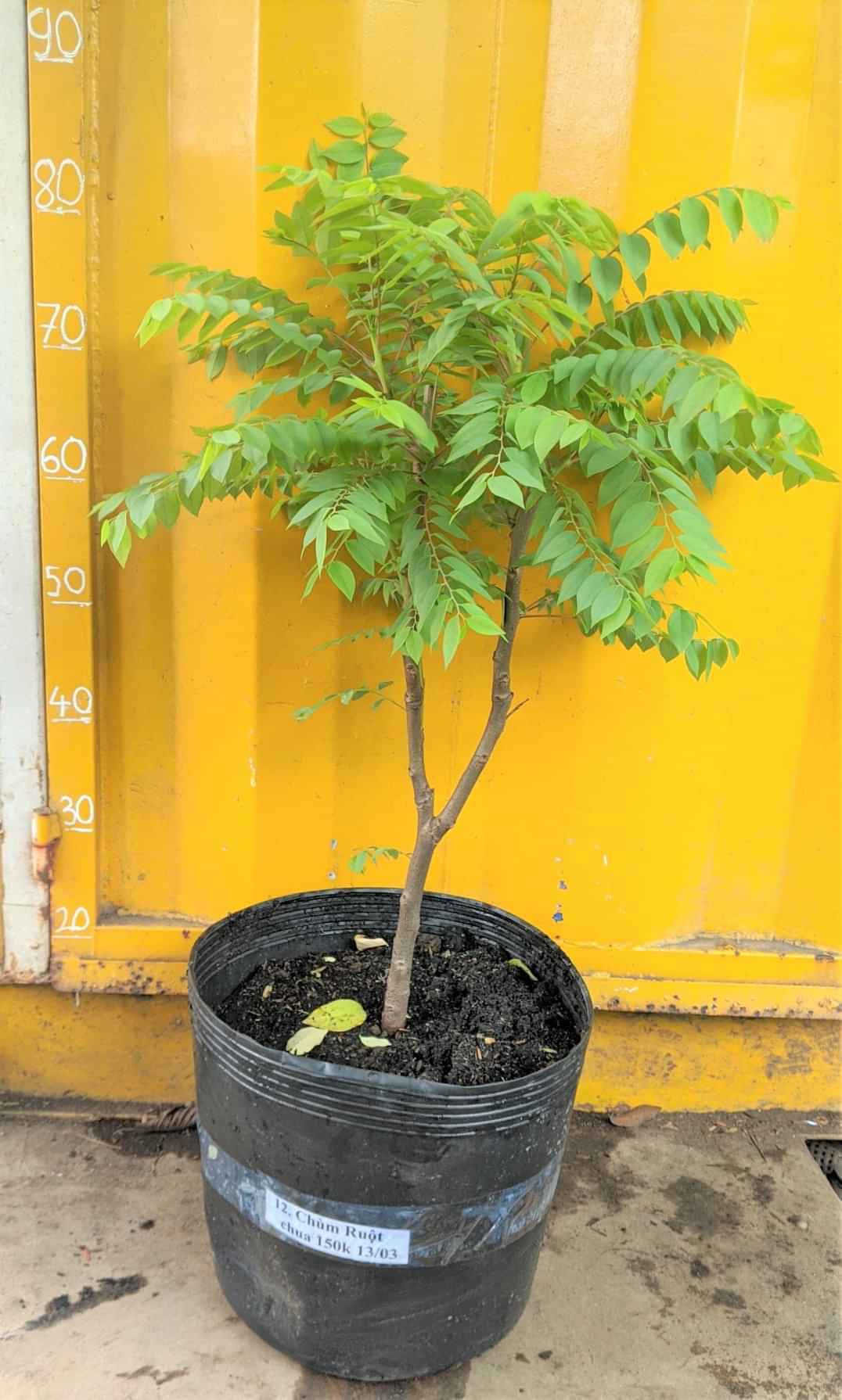 Cây giống Chùm Ruột ngọt