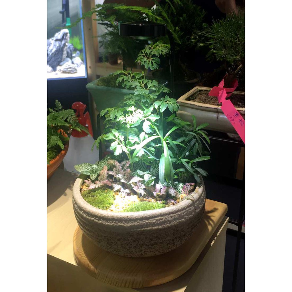 Đèn thuỷ sinh, đèn tiểu cảnh terrarium đèn trang trí đế gỗ