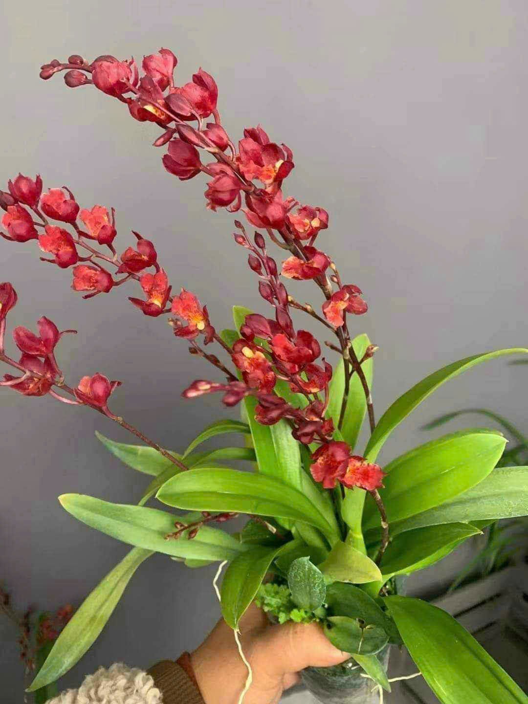 HOA LAN VŨ NỮ LAVA ĐỎ