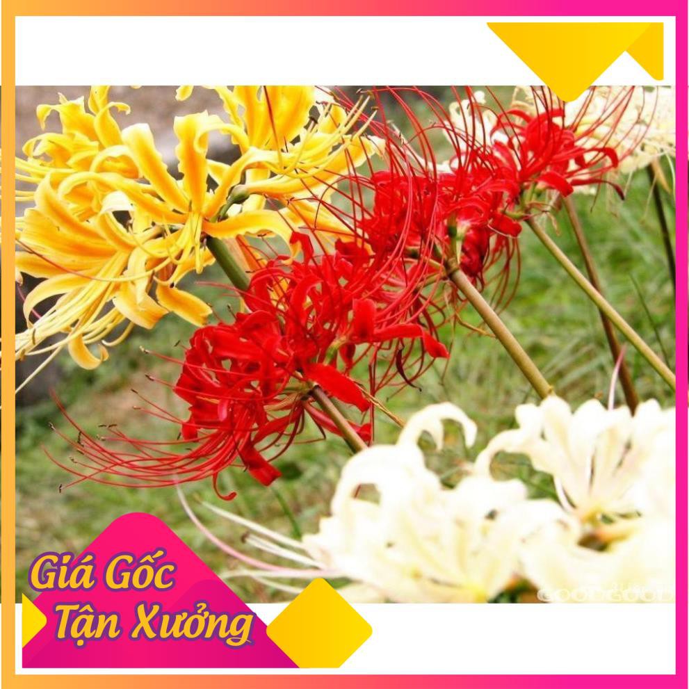 Khu Vườn Hoa Củ Bỉ Ngạn Tặng H1ướng Dẫn