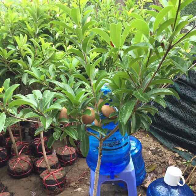 Cây giống hồng xiêm xoài chuẩn F1