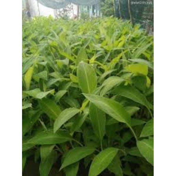 Cây giống chuối cau (siêu sớm) (cây giống có bảo hành )