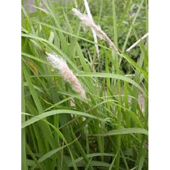Rễ Cỏ Tranh Sấy Khô 500g