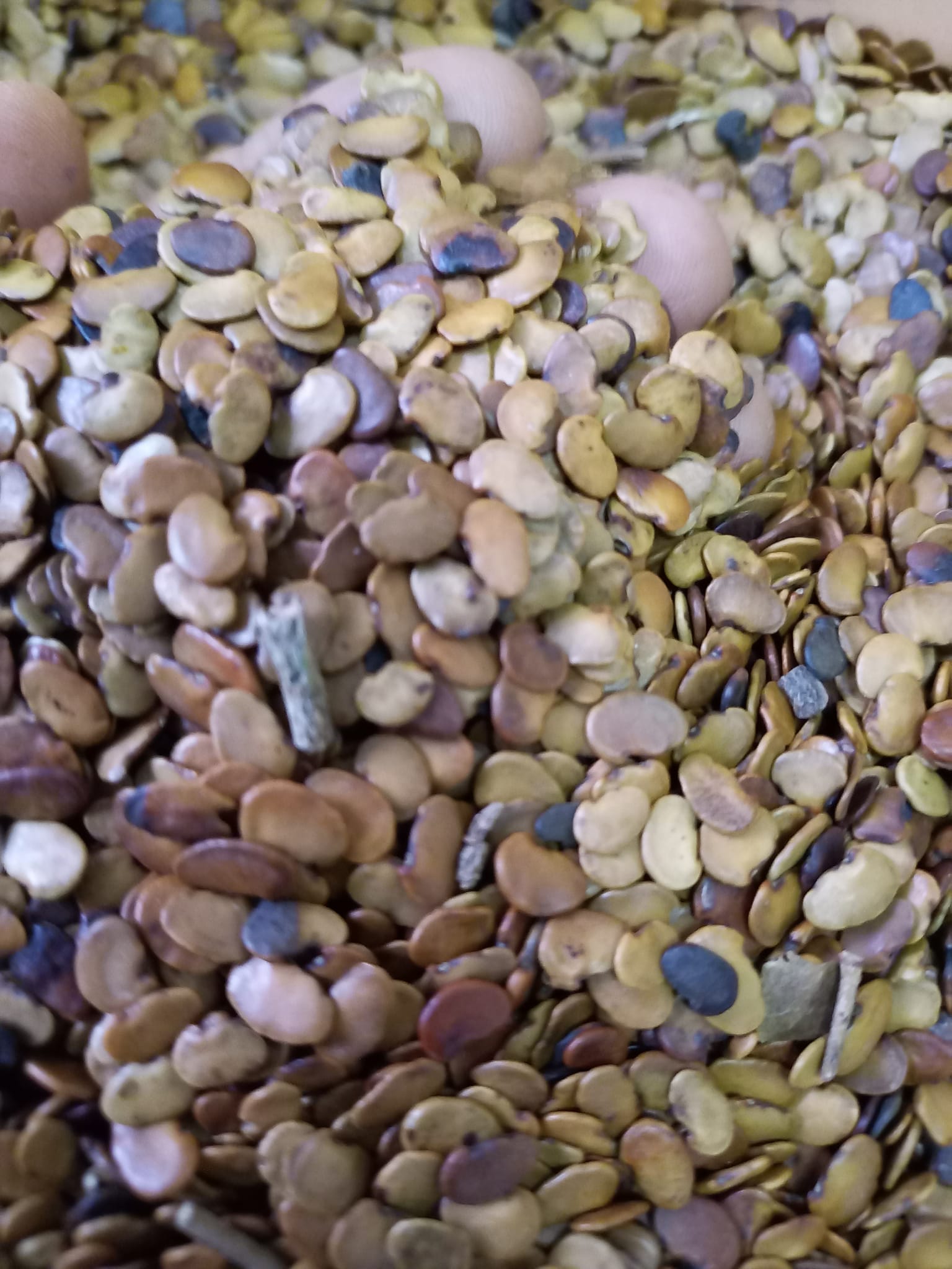 50gram hạt giống Trắc Đỏ (Cẩm lai nam bộ)