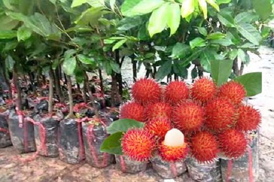 Cây CHÔM CHÔM ghép, cây giống nguyên bầu, giống chuẩn siêu quả, ngon ngọt, giá trị kinh tế cao