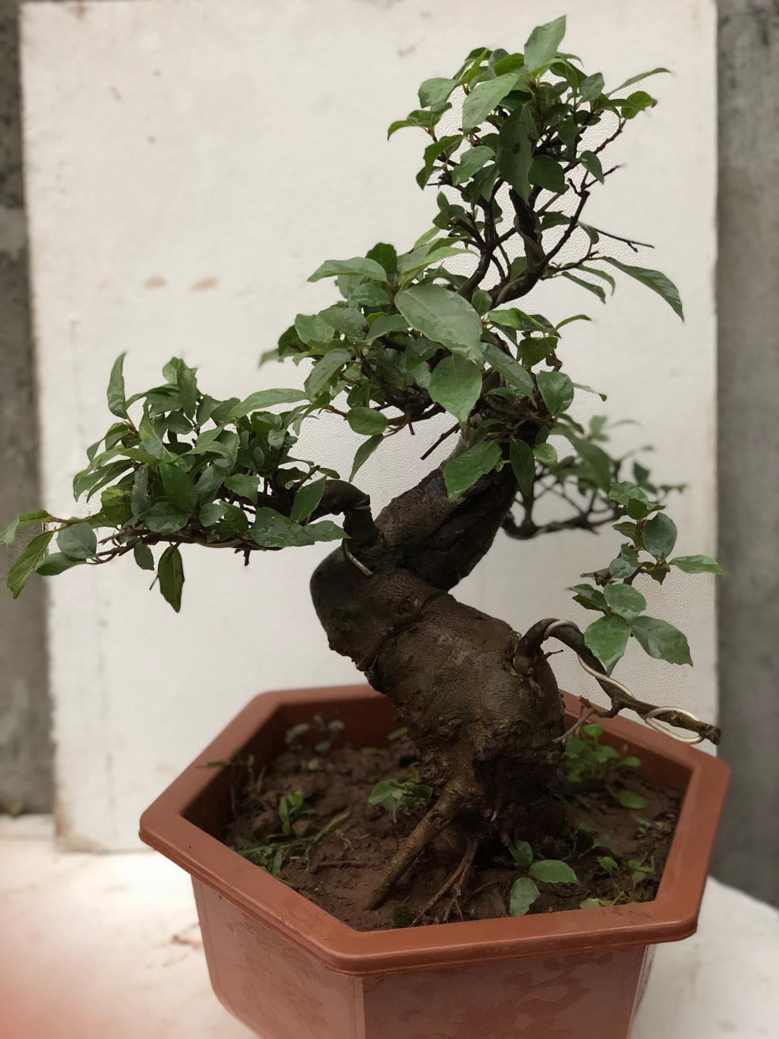 Cây sung bonsai 5