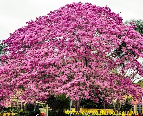 2 cây kèn hồng cao 50cm