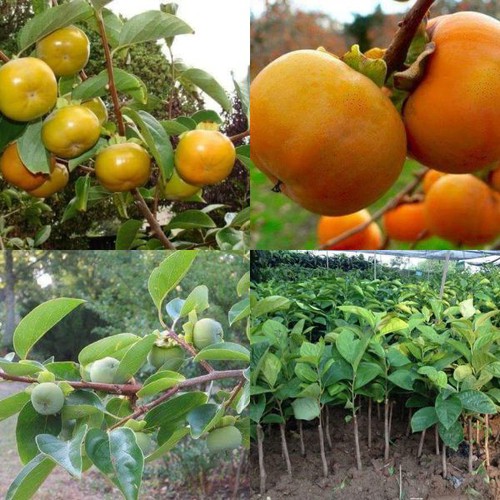 Cây giống hồng giòn nhật bản không hạt
