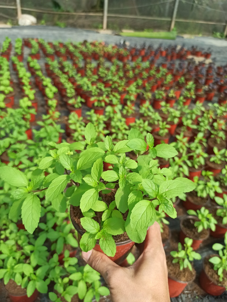 bạc hà pepermint