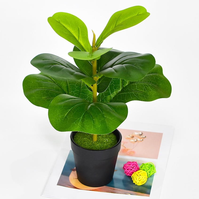 Cây Bàng Singapore Mini Cao 35cm - Cây Hoa Giả Trang Trí Lizflower