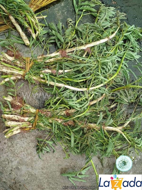 100GR 9K.HẠT Hạt Giống Rau Nhút Rau Rút Dút (| G11*X57)