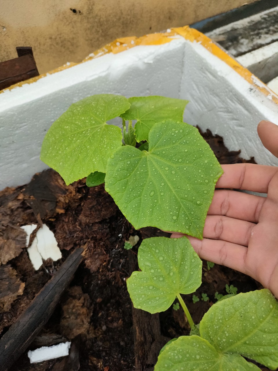 Hạt giống dưa leo lai F1