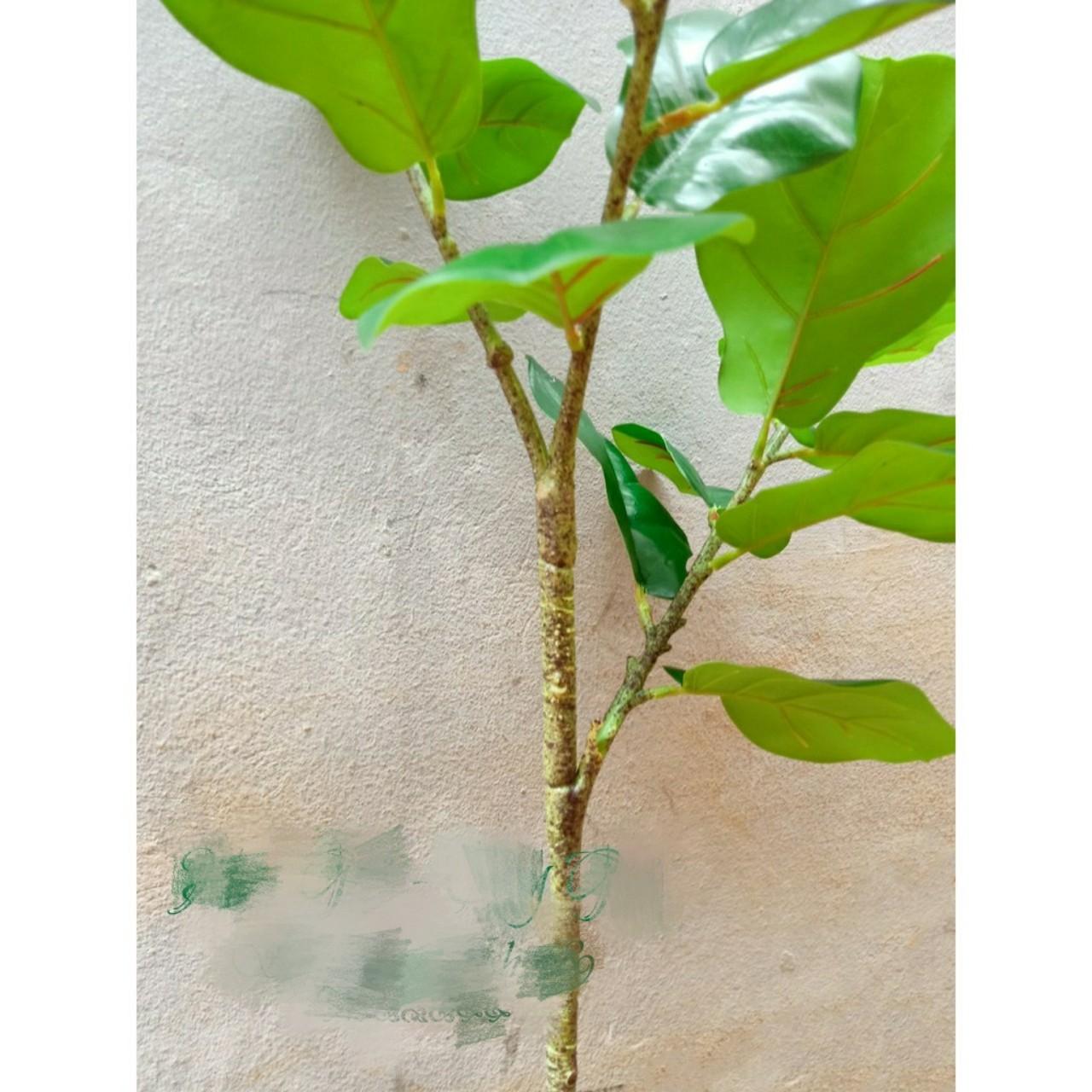 Cây giả - Cây Bàng Singapore cao 1m2
