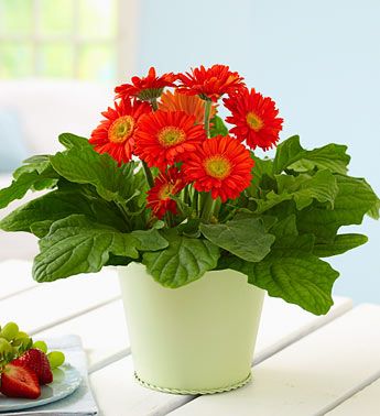 [Học Viên Nông Nghiệp I ] CHẬU HOA ĐỒNG TIỀN LÙN HÀ LAN