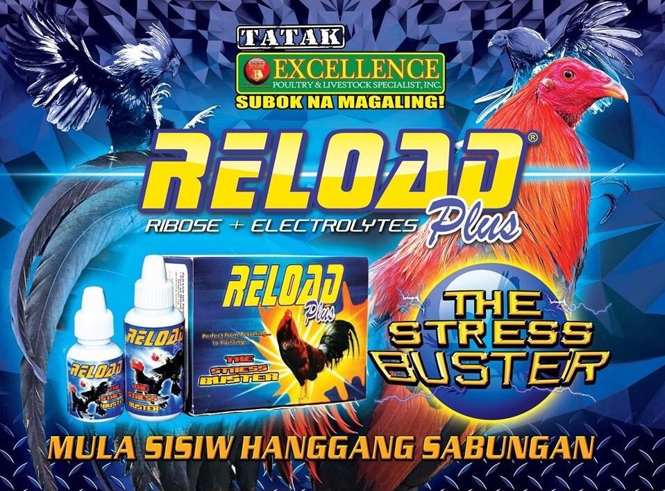 Reload PLUS chống rớt bo cho gà đi đá 15ml