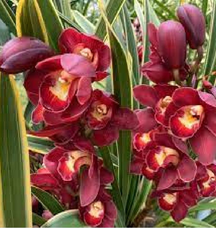 Củ giống hoa địa lan santo hoa màu đỏ - 1 củ - VTNN2