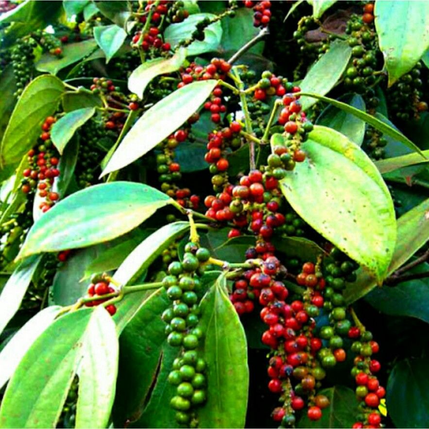 TIÊU ĐEN HẠT Châu Đức 500g