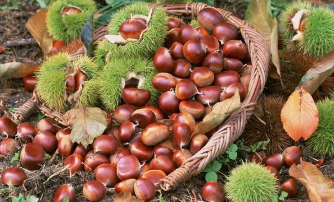 CÂY GIỐNG CÂY HẠT DẺ TRÙNG KHÁNH
