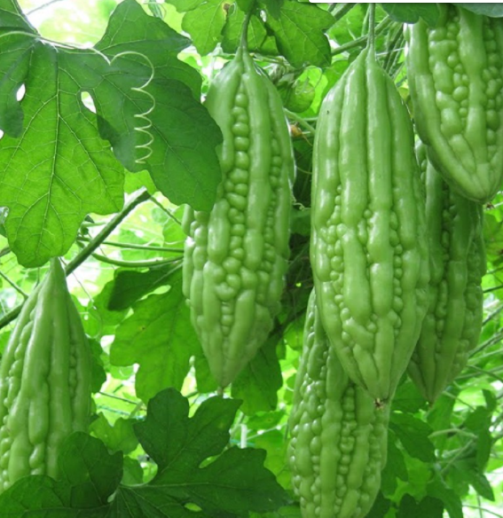 Hạt giống mướp đắng khổ qua