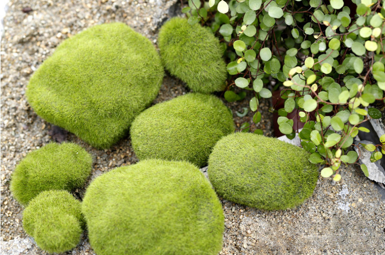 [HCM]Mô hình Đá phủ rêu trang trí tiểu cảnh thủy sinh terrarium chậu cây cảnh sen đá bánh kem xương rồng