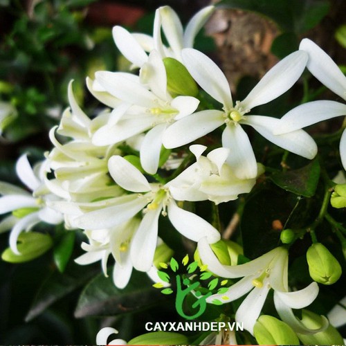 cây hoa nguyệt quế leo