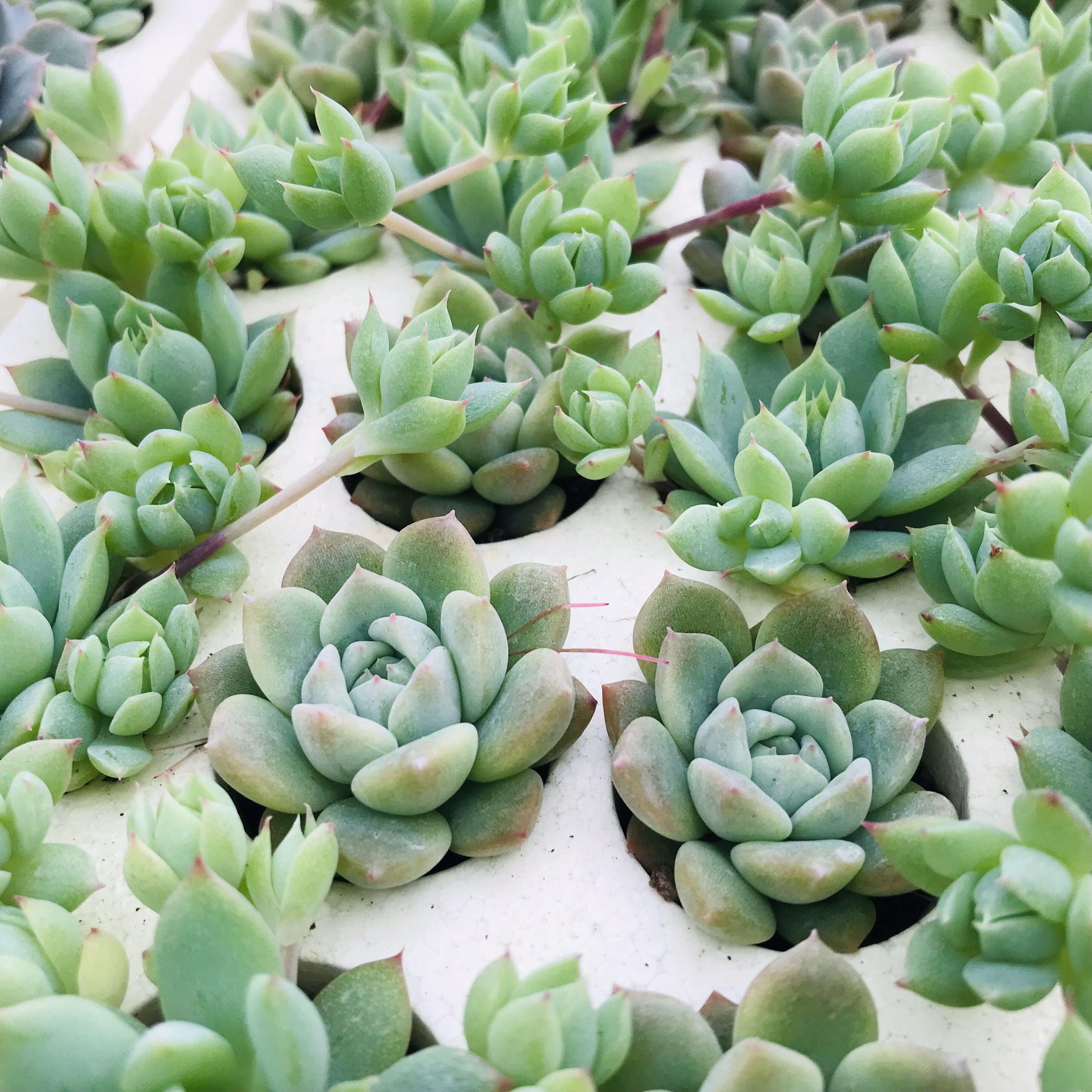 SEN ĐÁ DÙ HỒNG SIZE MINI SIÊU KHỎE ĐẸP LỖI 1 ĐỔI 1