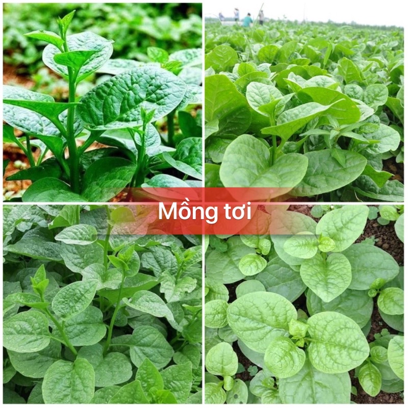 Hạt giống rau mồng tơi xanh lá to-gói 20gram