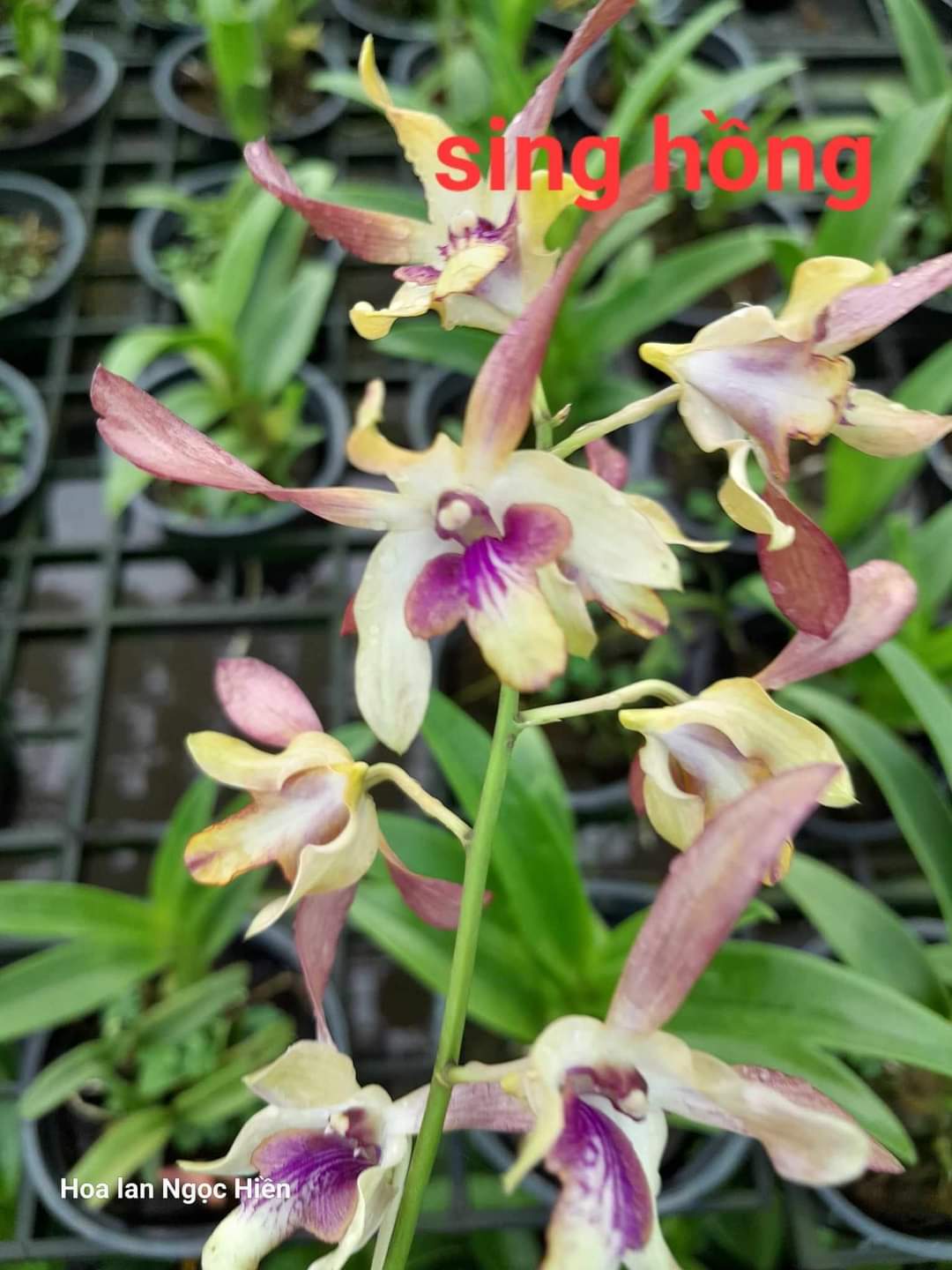 HOA LAN BÀ LIỄU HỒNG