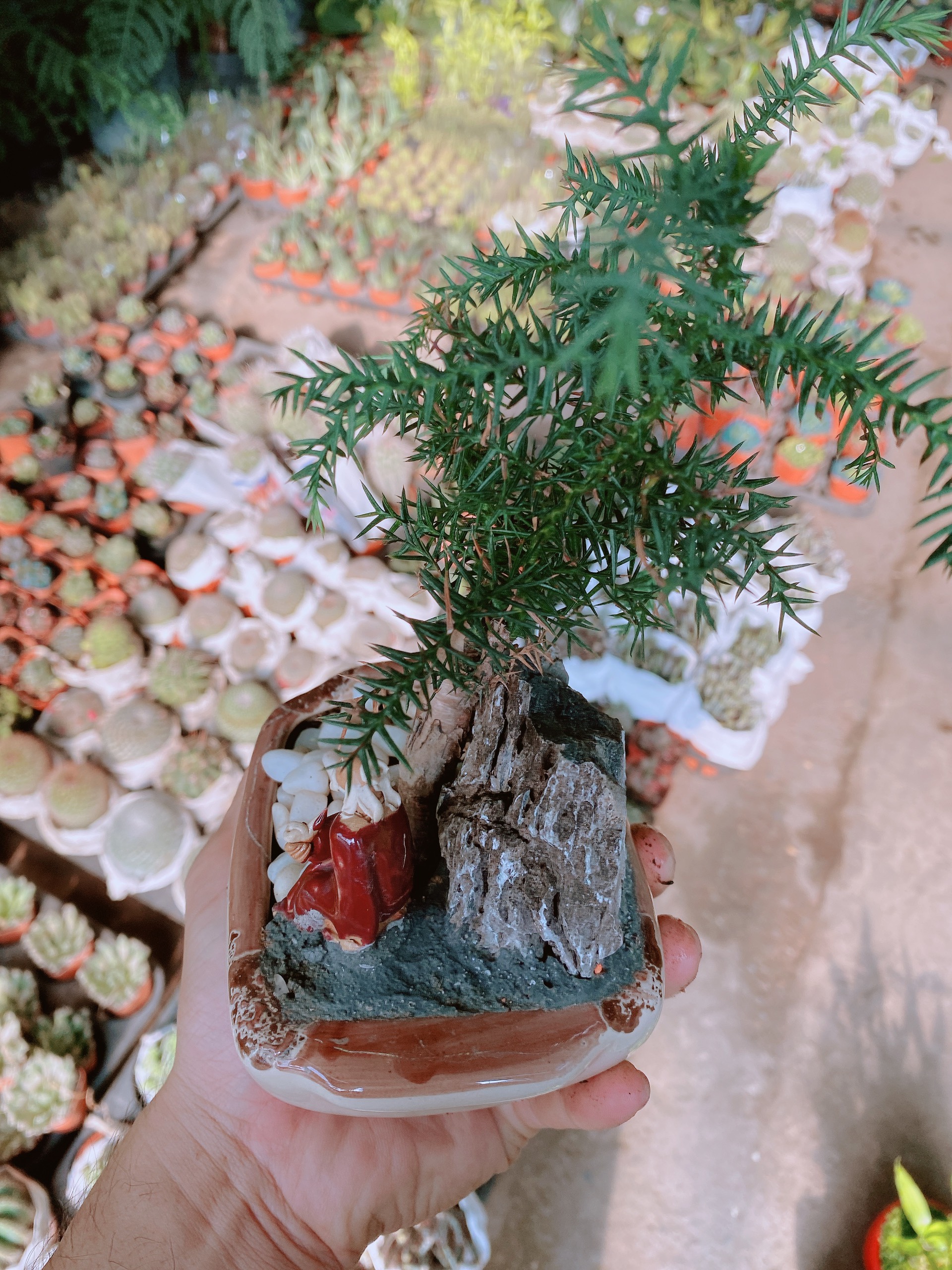 Chậu tùng bồng lai bonsai