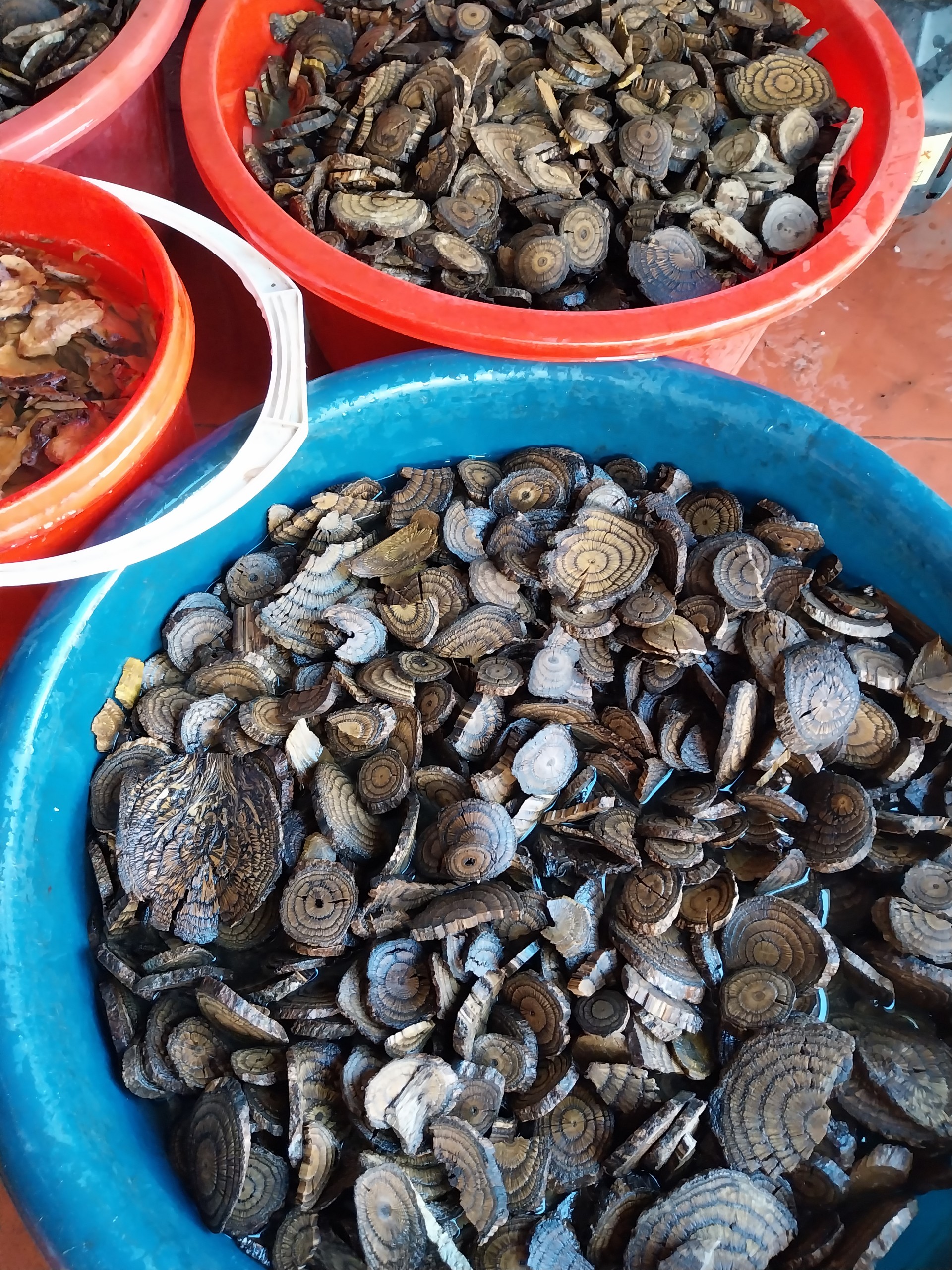 Cao Gắm Yên Bái