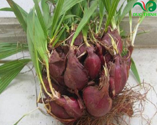 500gr sâm đại hành khô ( tỏi đỏ khô) hàng loại 1 GT195