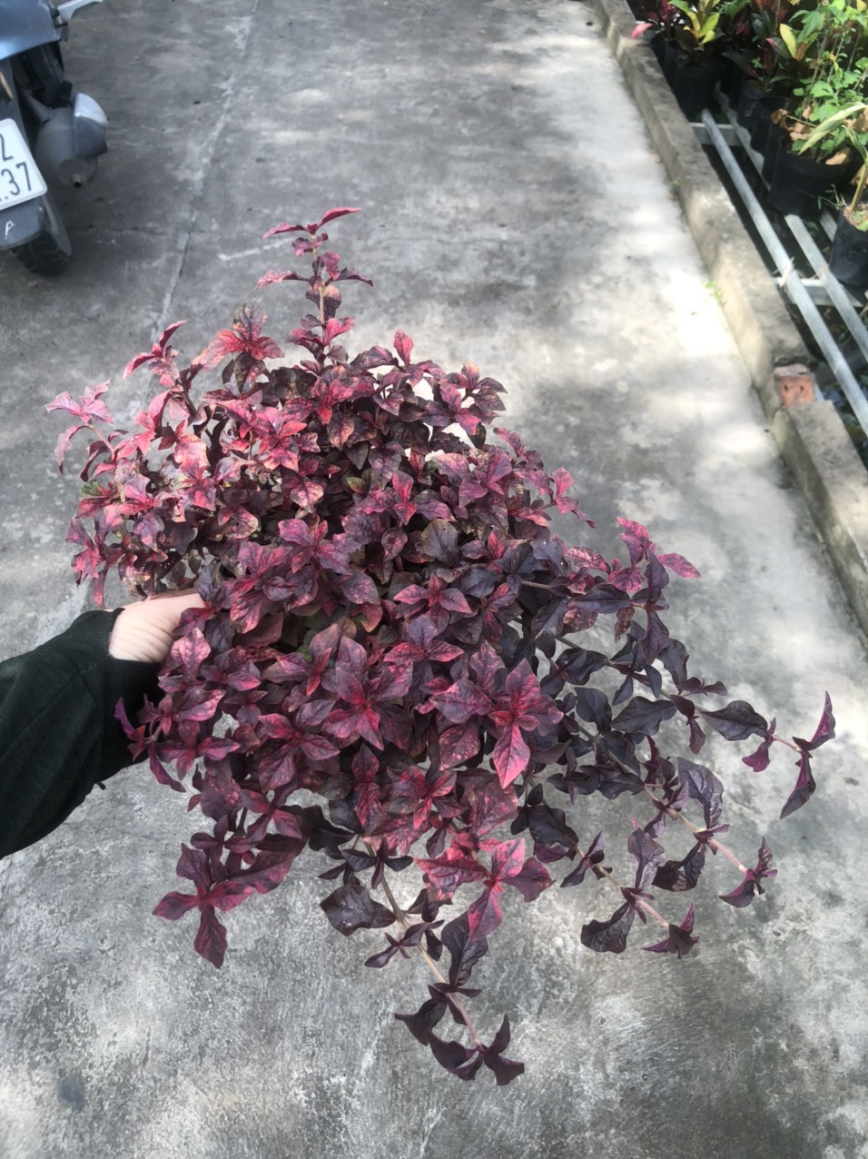 Cây ruby lá đỏ trồng công trình, cảnh quan sân vườn