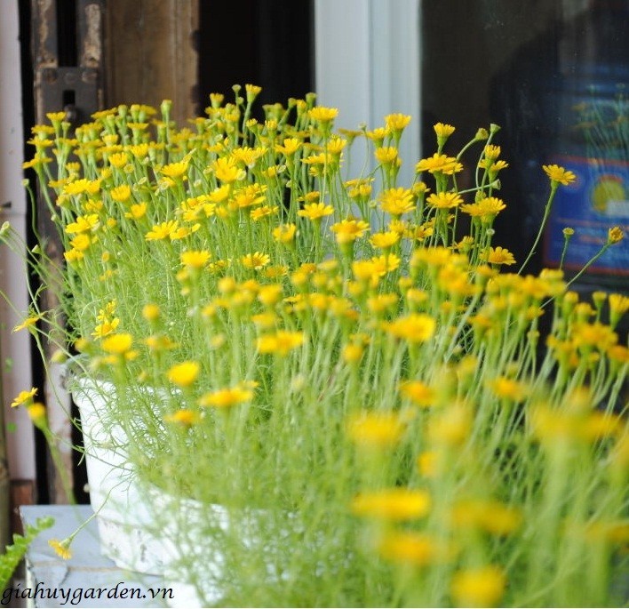 "Gói 50 Hạt " Hạt giống hoa cúc sao băng