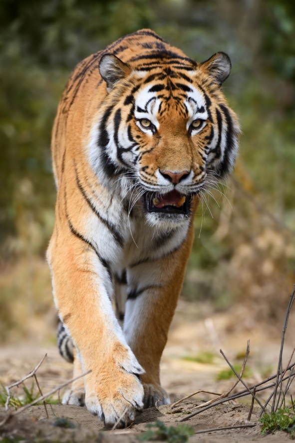 Tranh dán tường 3D khổ dọc phong thủy Hổ oai vệ VTC LunaTM-0113