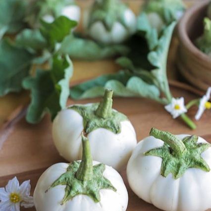 Hạt Giống Cà Dĩa Trắng, Cà Bát Trắng 0.5gr