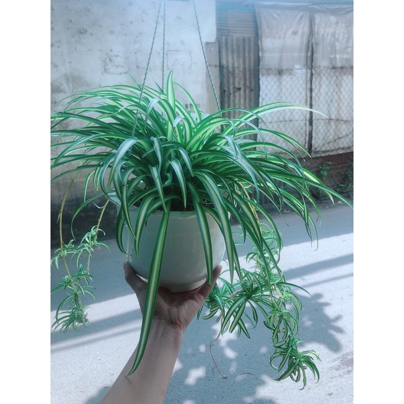 [HCM]Chậu Cây Dây Nhện