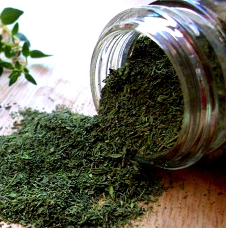 Hạt giống cỏ xạ hương (Thyme) - gói 100 hạt