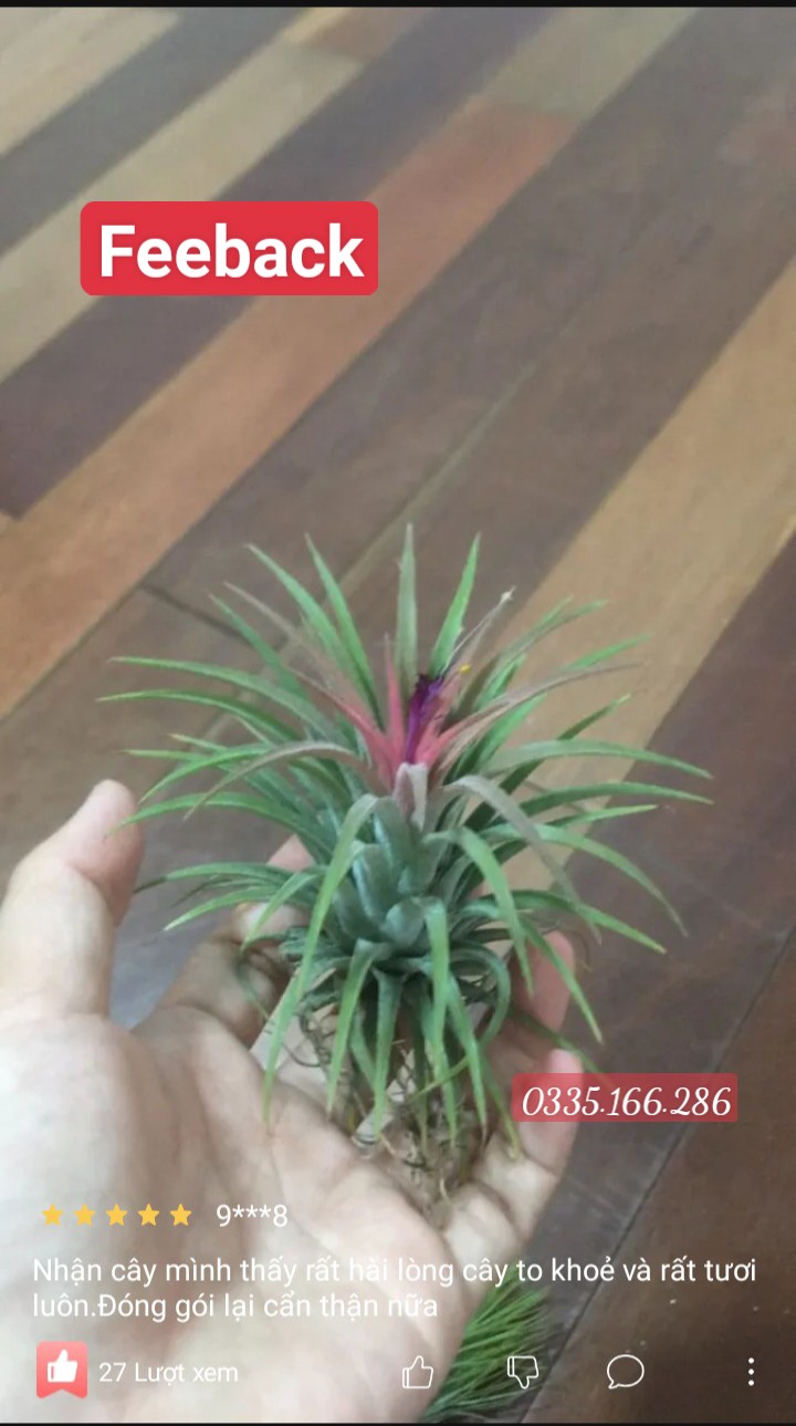 Cây không khí thạch thảo lá đỏ (cây to, đẻ nhánh)