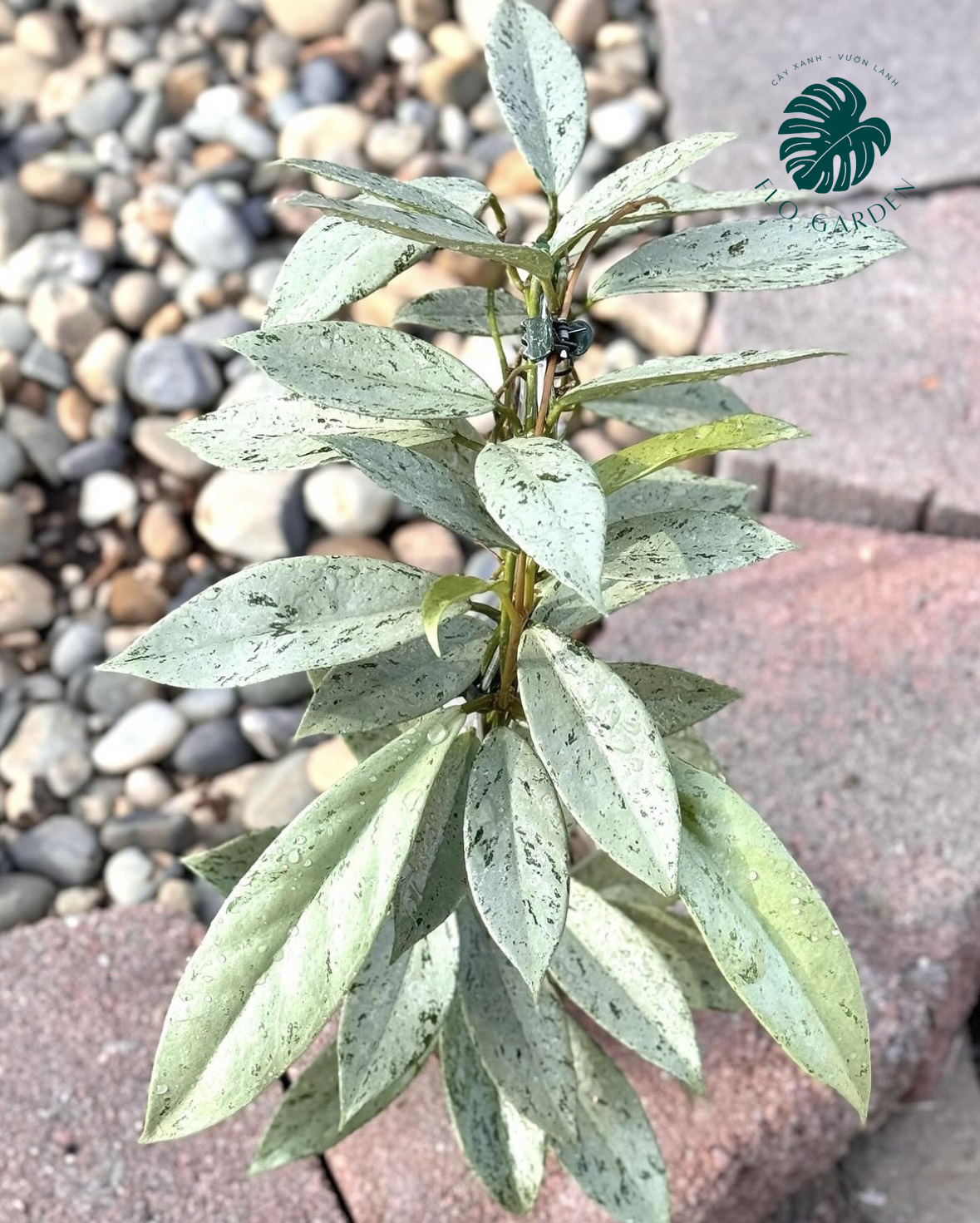 Cẩm cù Hoya Pubicalyx Pink Silver Ghost Lá Bạc