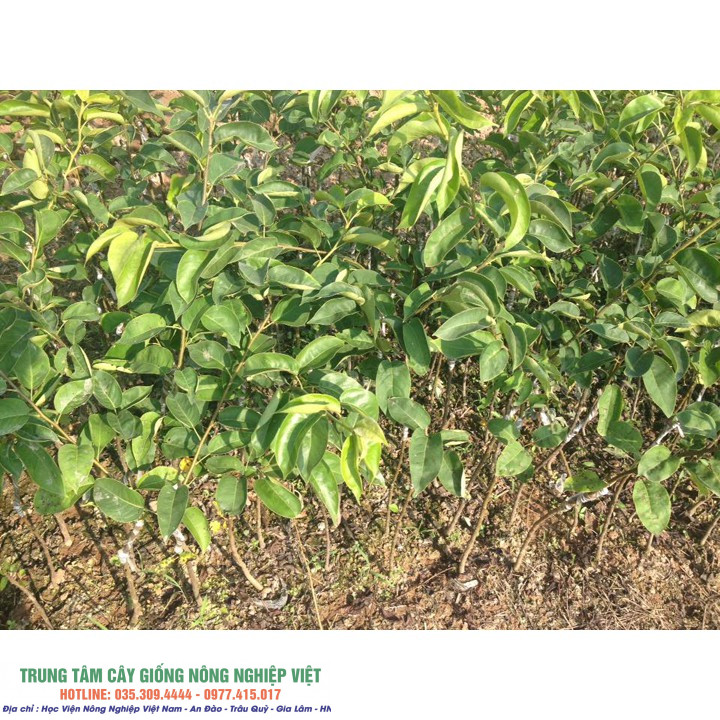 Cây giống lê vàng giống chuẩn