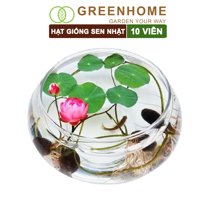 Hạt giống hoa sen Nhật mini Greenhome, gói 10 hạt, nhiều màu, dễ trồng, tặng kèm hướng dẫn H01