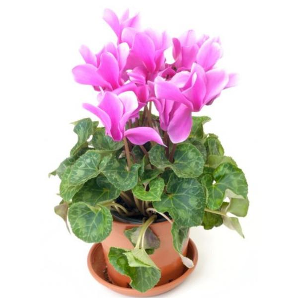 Cyclamen Seeds - High Quality Seeds