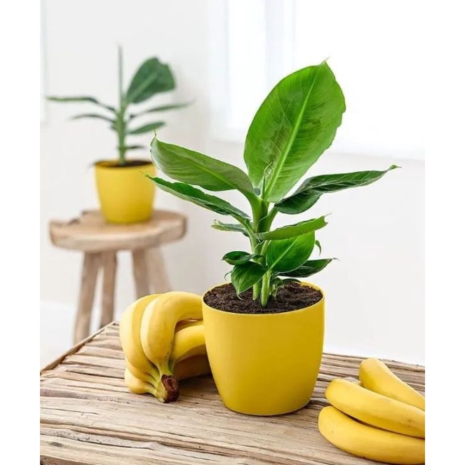 Chuối cảnh mini (ăn được trái)