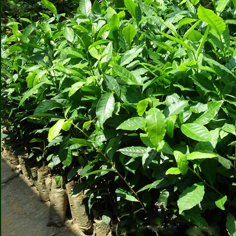 Cây chè xanh uống nước