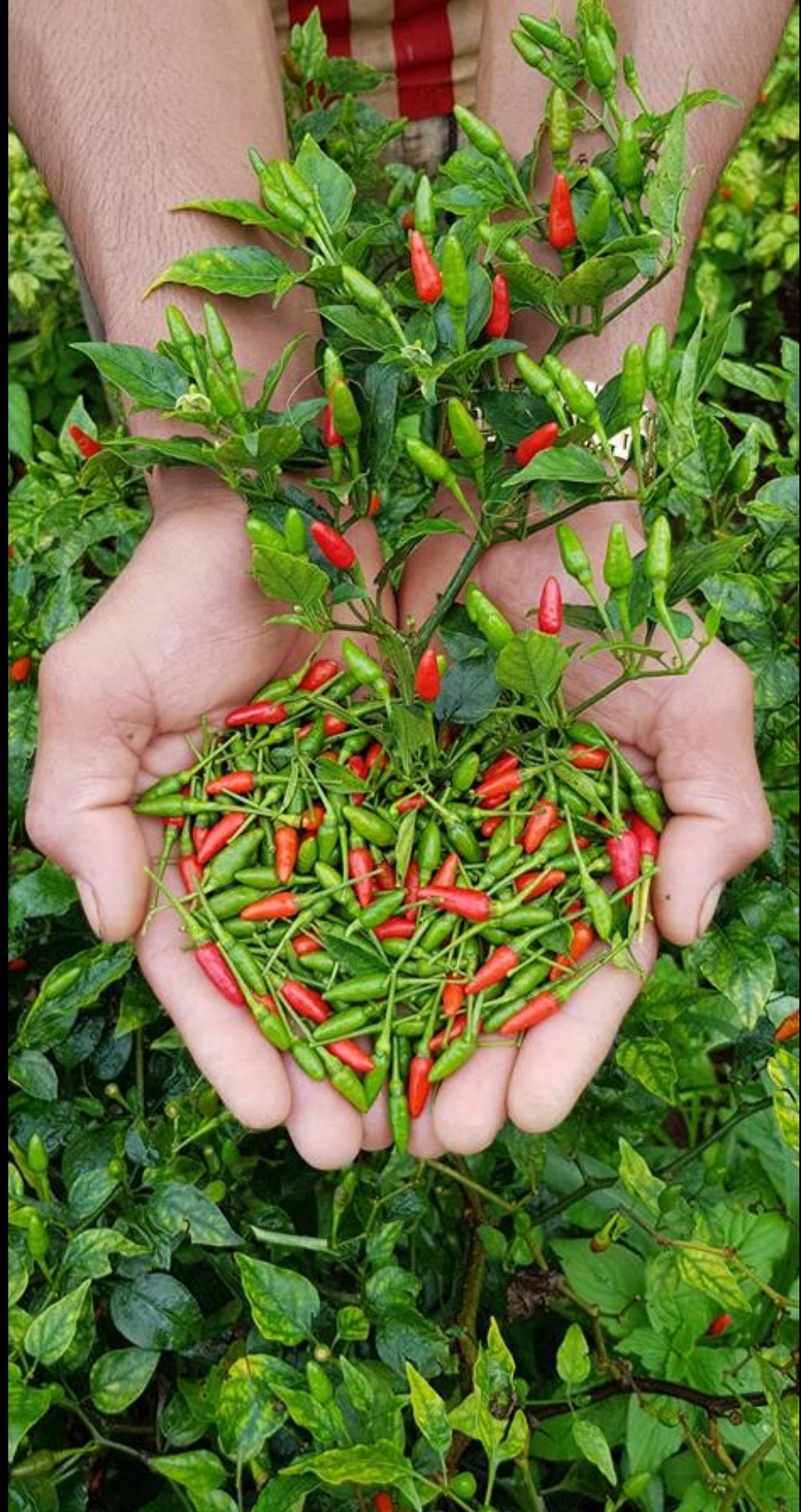 [HCM]Hạt giống Ớt Xiêm Phú Nông - 1gr