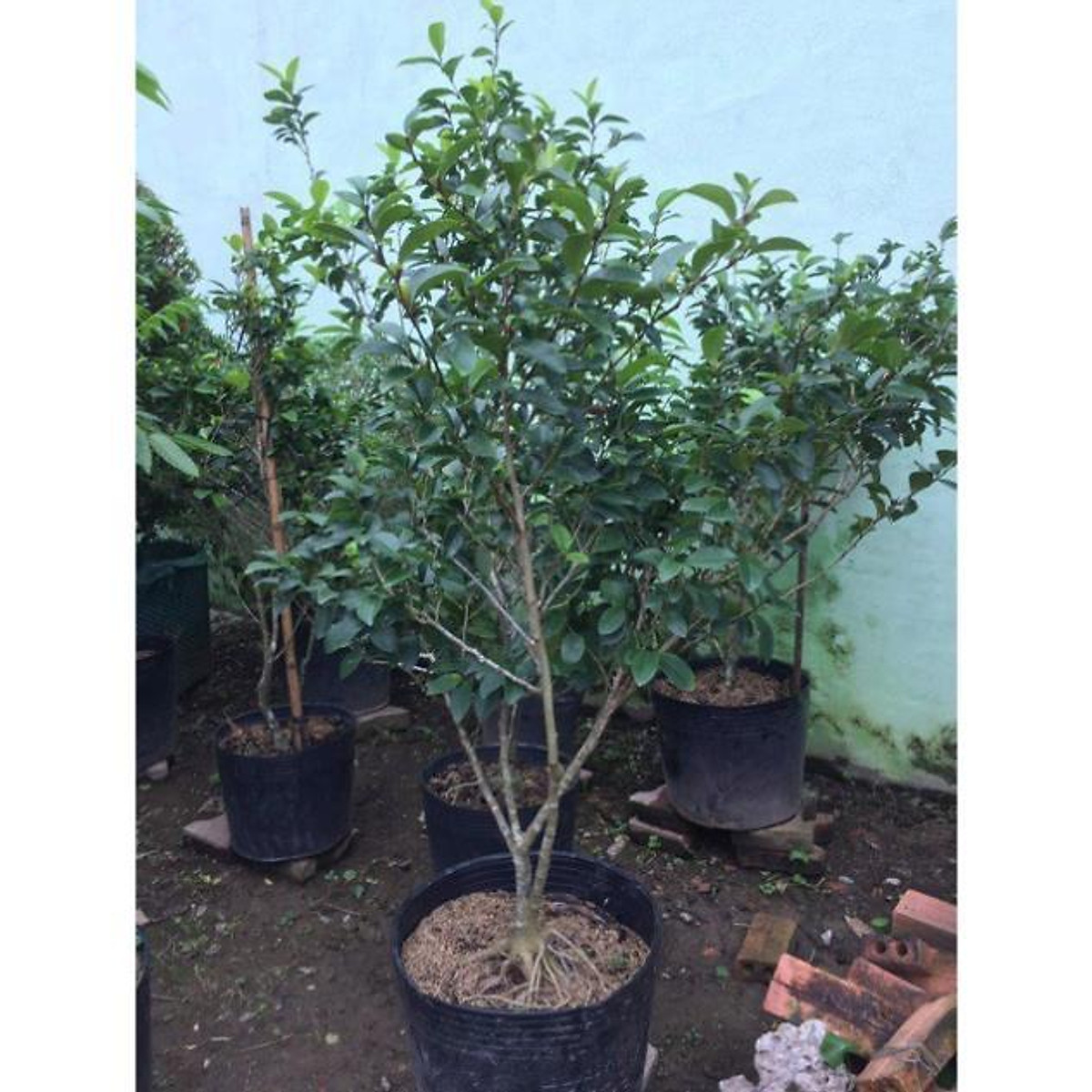 Cây hàm tíu hoa thơm , cây đẹp, giống chuẩn tặng 2 cây chè xanh
