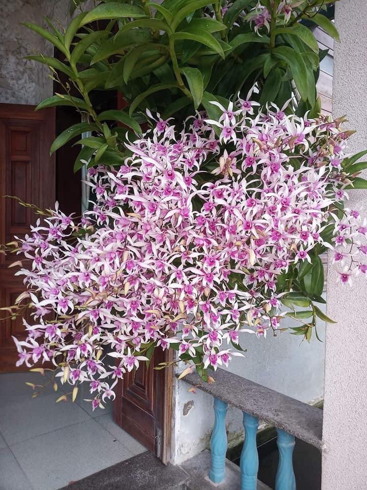HOA LAN ALBA XƯA CÂY TƠ