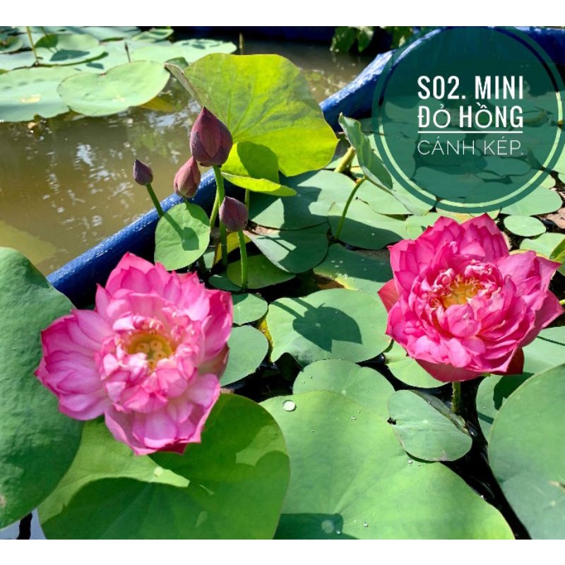 Củ sen mini giống Cung Đình Hồng