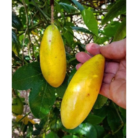 Cây giống chanh leo chuối nam mỹ